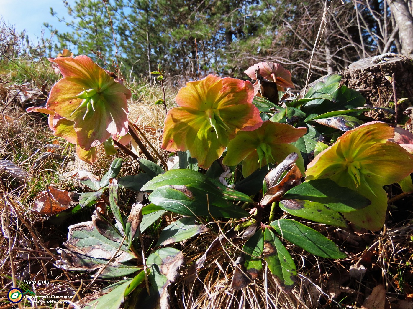 30 Helleborus niger (Ellebori) in avanzata fioritura sotto la Croce di Bracca.JPG